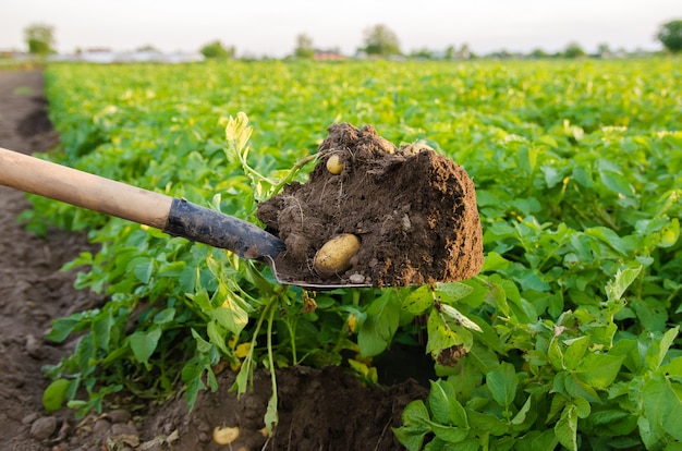 Łopata i świeżo zebrane ziemniaki na polu Zbiór zbiorów Warzywa ekologiczne