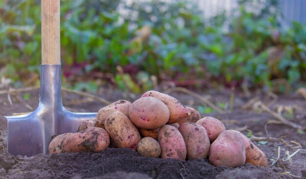 Łopata i ziemniaki w ogrodzie Rolnik trzyma w rękach ziemniaki