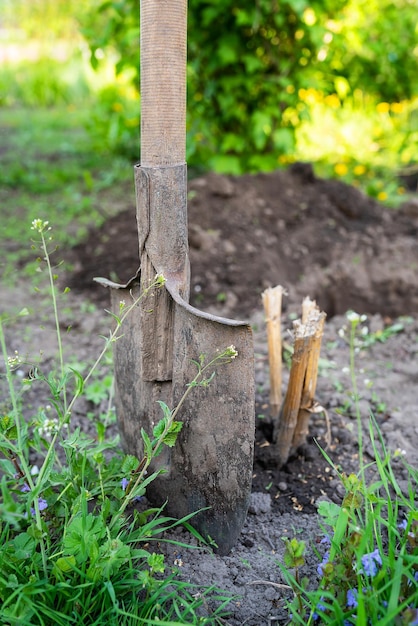 Łopata stoi w ziemi sadząc drzewo kopie dziurę Mężczyzna sadzi drzewo Pojęcie ekologii i ochrony środowiska