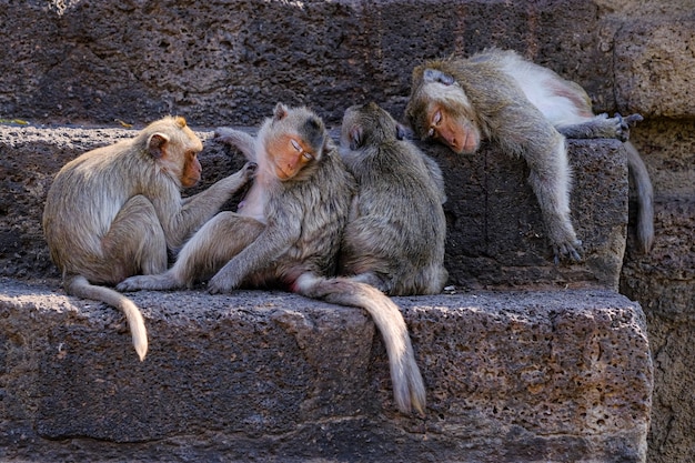 Lopburi Thailand, Monkey In Prang Sam Yot Temple.