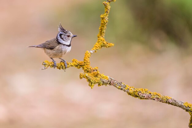 Lophophanes Cristatus Modraszki To Gatunek Wróblowatych Z Rodziny Paridae