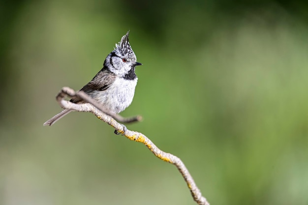 Lophophanes Cristatus Modraszki To Gatunek Wróblowatych Z Rodziny Paridae