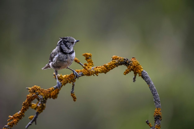 Lophophanes cristatus Modraszki to gatunek wróblowatych z rodziny Paridae