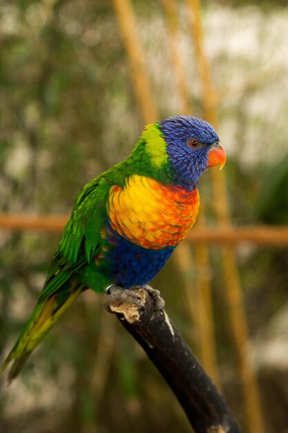 Zdjęcie lorikeet tęczowy siedzący na gałęzi