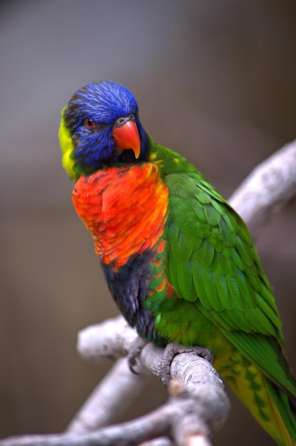 Lorikeet tęczowy siedzący na gałęzi