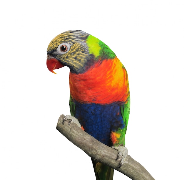 Zdjęcie lorikeet (trichoglossus haematodus)