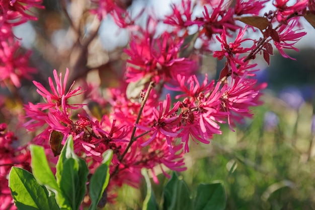 Loropetalum chinensis lub chińska grzywka i pasek purpurowo-czerwony zimozielony kwiat w ogrodzie