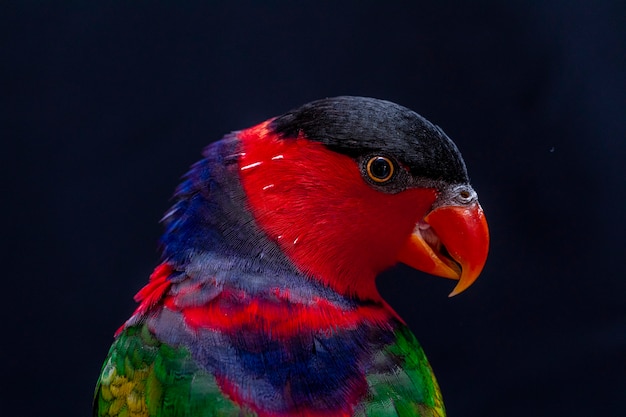 Lory Parrot (Lorius lory) na drewnianej grzędzie z białym tłem...