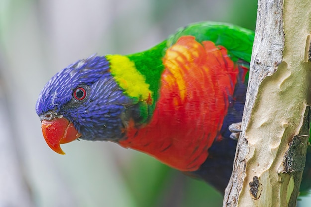 lorysa kokosowa Trichoglossus haematodus portret głowy