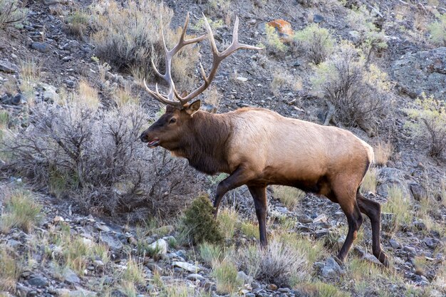 Łoś lub Wapiti Cervus canadensis