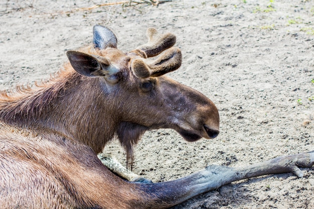 Zdjęcie Łoś w zoo