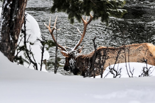 Zdjęcie Łosie próbujące wtopić się w parku narodowym yellowstone