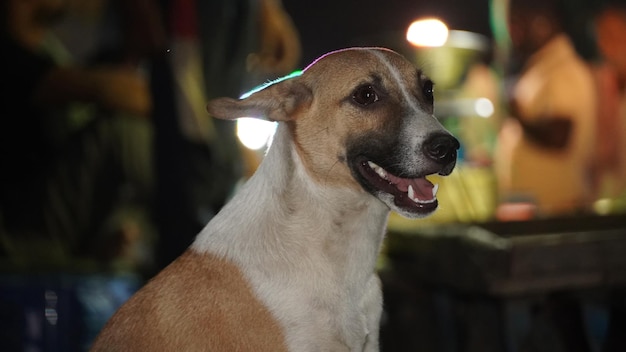 Losowe zdjęcie indyjskiego psa ulicznego hd