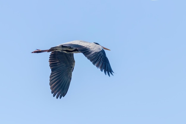 Lot czapli siwej (ardea herodias) Czapla siwa lecąca na błękitnym niebie