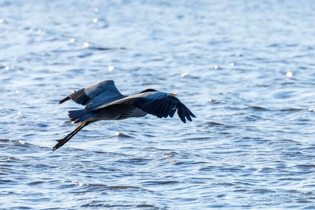 Lot czapli siwej (ardea herodias) Lot czapli siwej