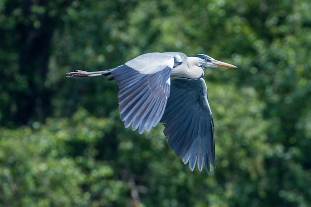 Lot czapli siwej (ardea herodias) Mucha czapli siwej