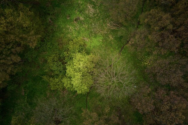 Lot dronem nad wiosennymi zielonymi drzewami leśnymi piękny charakter tła