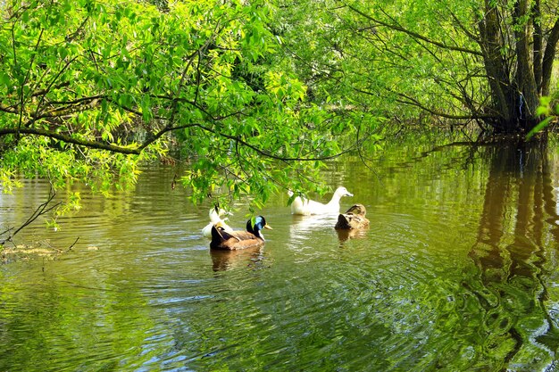 Lot kaczek pływa na rzece z wierzbami