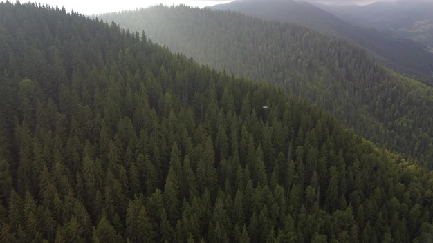 Lot nad zielonymi świerkowymi lasami w górach latem