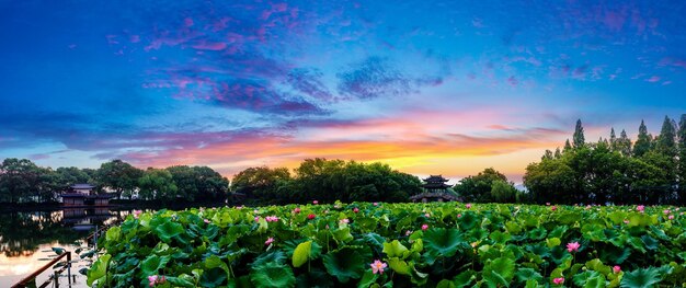 Lotos Nad Zachodnim Jeziorem Hangzhou