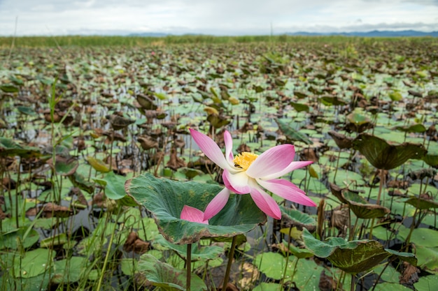 Lotosowa jeziorna sceneria przy Khao Sam Roi Yod parkiem narodowym, Prachuap Khiri Khan prowincja Tajlandia.