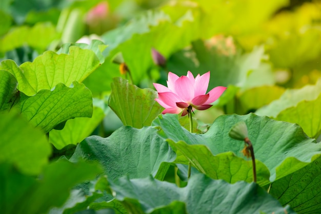 Zdjęcie lotosowy różowy kolor kwitnący w lotosowym stawie.
