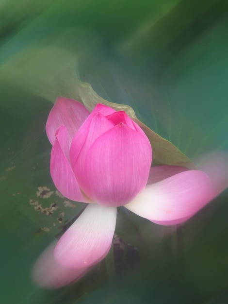 Zdjęcie lotus kwitnie rano.