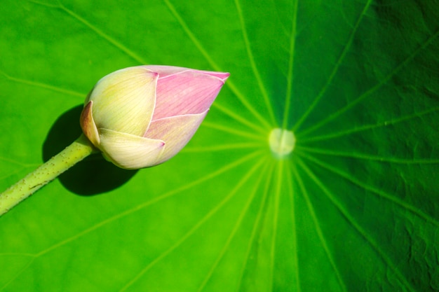 Zdjęcie lotus na zielonym lotosowym liścia tle.