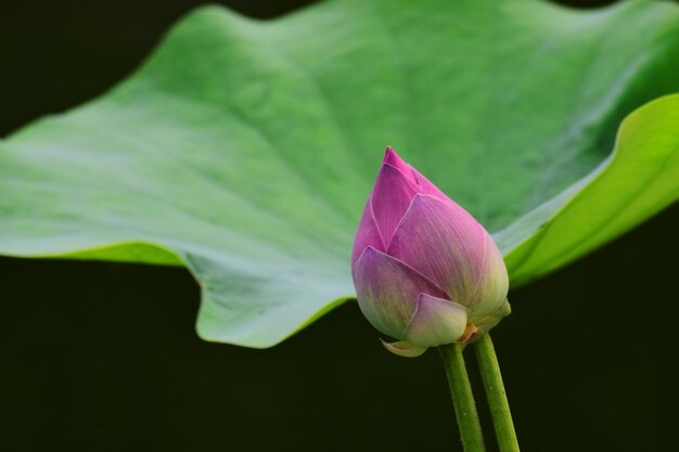 Lotus to różowy kwiat lotosu, który kwitnie