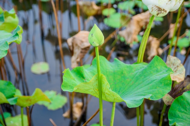 Lotus w lagunie