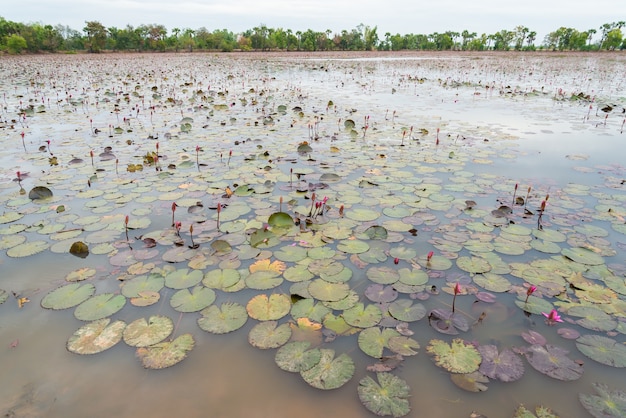 Lotus w słoneczny dzień.