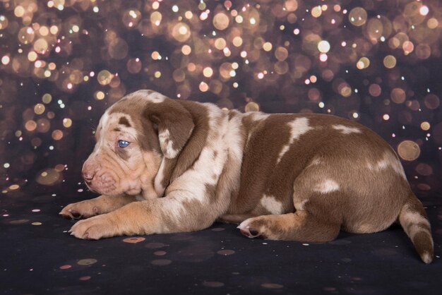 Louisiana Catahoula Leopard Dog portret szczeniaka na tle wakacje