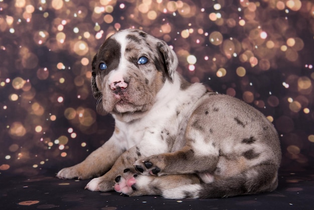 Louisiana Catahoula Leopard Dog portret szczeniaka na tle wakacje