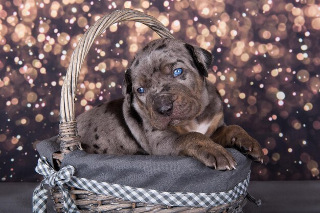 Louisiana Catahoula Leopard Dog portret szczeniaka na tle wakacje