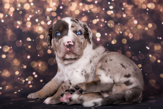 Louisiana Catahoula Leopard Dog portret szczeniaka na tle wakacje