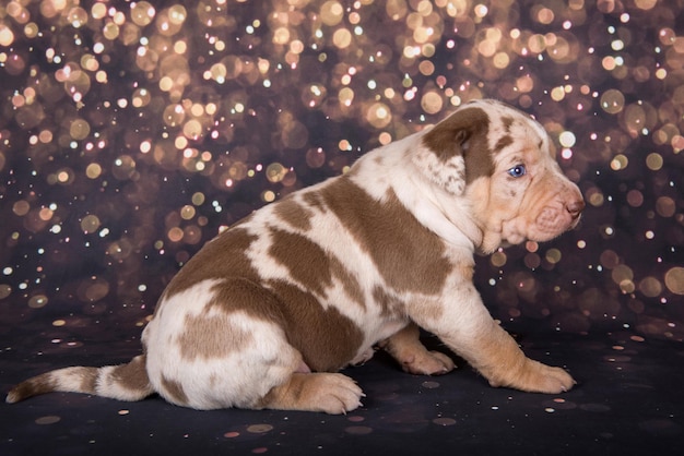 Louisiana Catahoula Leopard Dog portret szczeniaka na tle wakacje