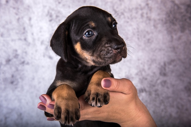 Louisiana Catahoula Leopard Dog szczeniak na rękach