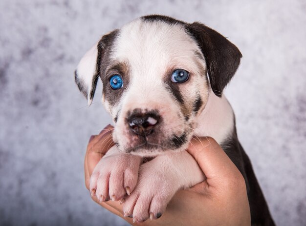 Louisiana Catahoula Leopard Dog szczeniak na rękach