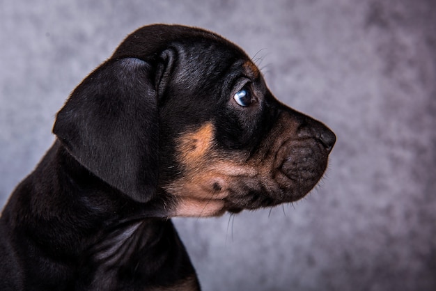 Louisiana Catahoula Leopard Dog szczeniak z bliska portret