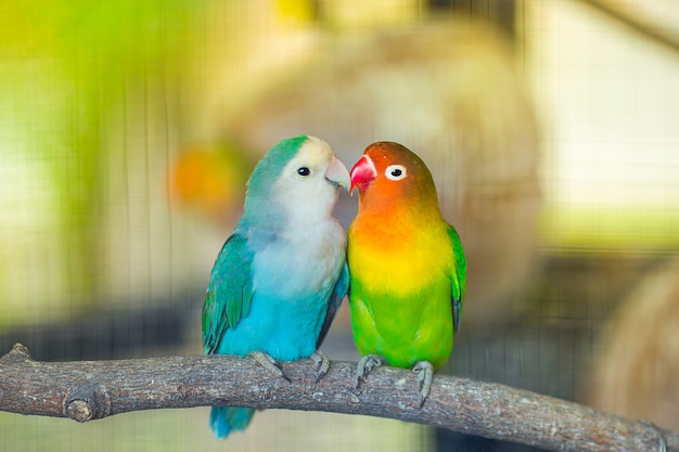 Zdjęcie lovebird kiss