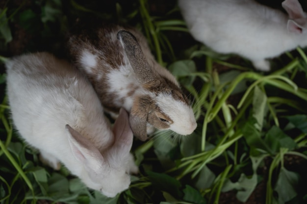 Lovely bia?y królik jedzą morning glory w klatce Cute królik w ogrodzie zoologicznym Koncepcja zwierząt