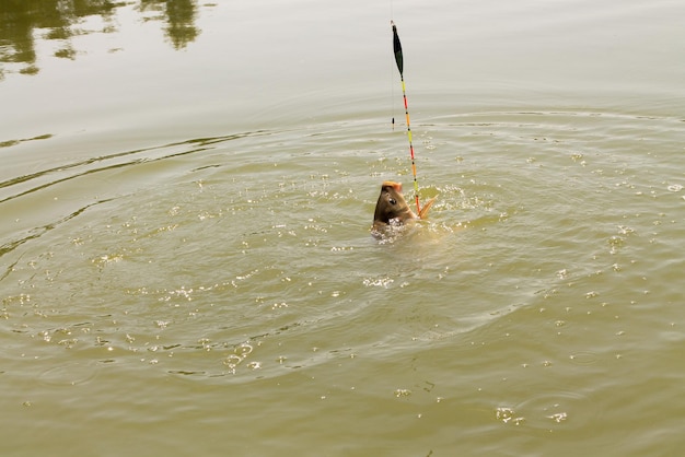 Łowić karpę Karp w jeziorze Rybołówstwo karpów