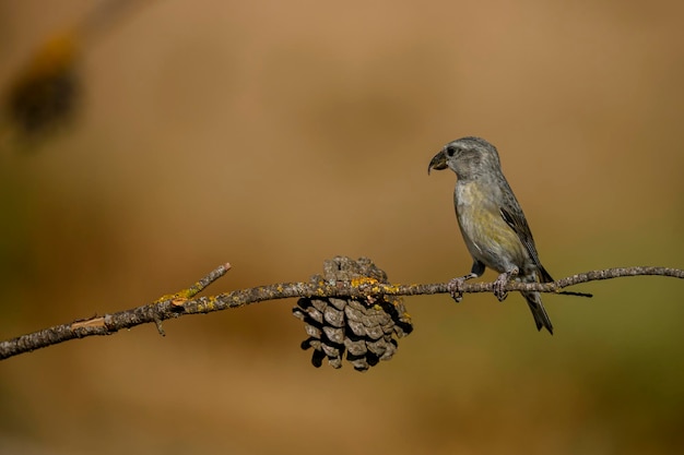 Loxia curvirostra lub krzyżodziób zwyczajny to gatunek małego ptaka wróblowego z rodziny zięb