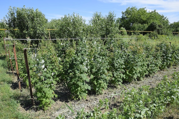 Zdjęcie Łóżka maliny łodygi malin na tralicie spraying rosnące maliny w ogrodzie