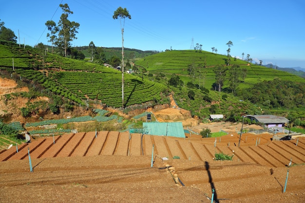Łóżka ogrodowe i plantacja herbaty na Sri Lance