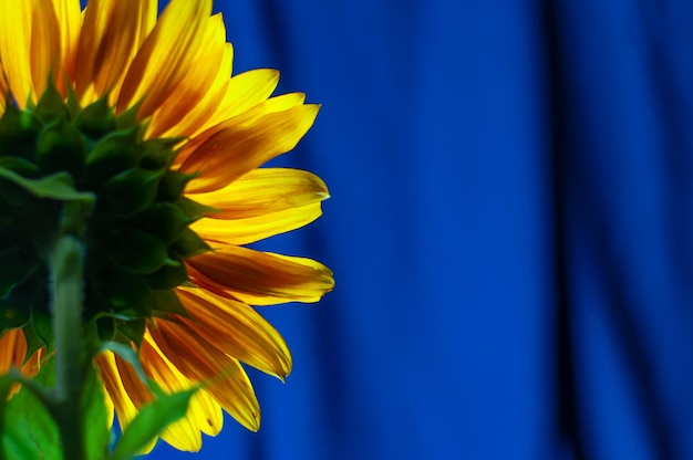 Lśniące płatki słonecznika na niebieskim tle Zdjęcie tyłu słoneczników