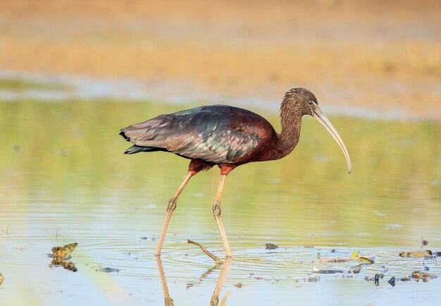 Lśniący ibis w jeziorze