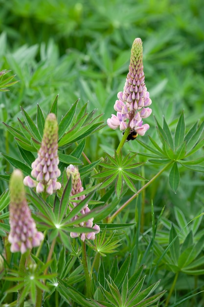 Łubin dziki (Lupinus perennis) kwitnący nad rzeką w Szkocji