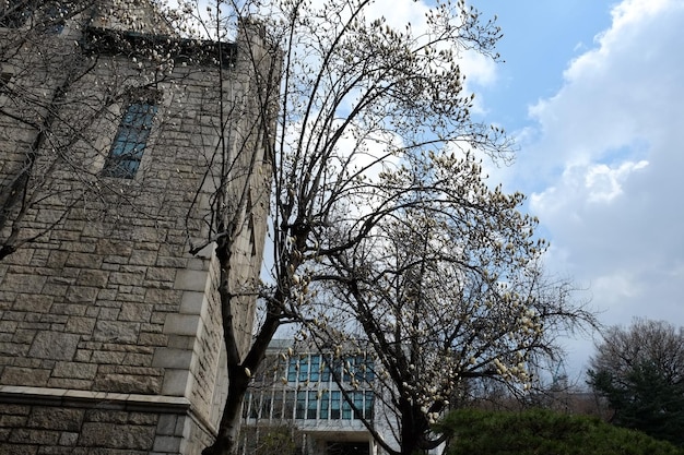 Ludzie Chodzą Na Ewha Womans University 23 Marca 2019 R. W Seulukoreaewha Womans University Jest Obecnie Największym Na świecie Instytutem Edukacyjnym Dla Kobiet