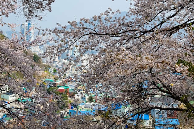 Ludzie chodzą na festiwalu Jinhae Gunhangje w Busan w Korei.